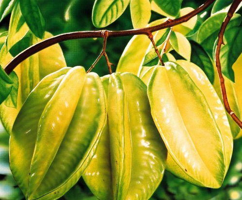 中毒事件：杨桃的警示