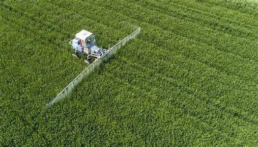 高粱喷施控制旺长的农药