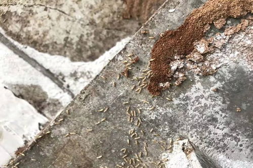 东莞灭白蚁，杀虫剂哪家强？强威有害生物防治，geng放心可靠！