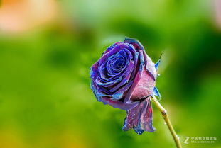 秋天的玫瑰， 色彩斑斓的秘密花园