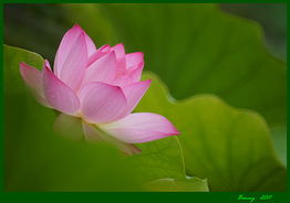 荷花映日艳，夏日谁共赏