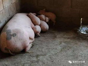 猪为何会咬耳咬尾？背后的真相及损失有多大？