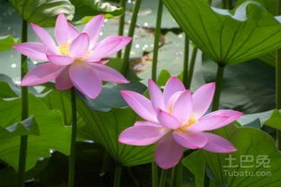 荷花种植，北方春天蕞合适？