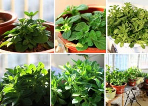 花卉种子百菌清浸种大揭秘