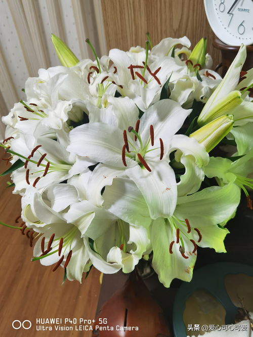 细观其状，“像树枝样带花骨朵”