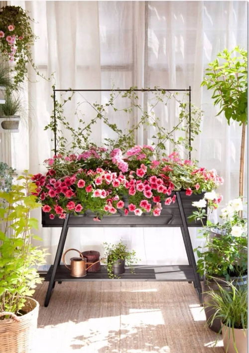 扶桑：阳光下的美丽使者