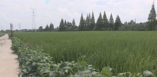 绿色防控，守护农业健康——农业病害综合防治策略