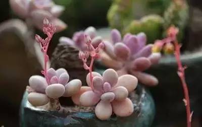 乳酸菌浇花多肉？天然养植新选择！