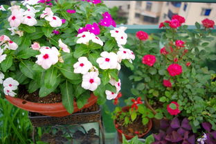 新宅种花，既美观又旺家