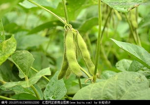 大豆叶子发黄是什么原因导致的，应该采取哪些应对措施