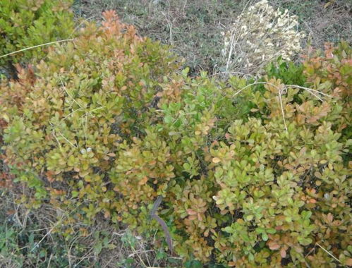 黄杨叶子变黄， 种种原因，我来帮你辨