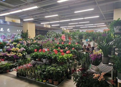 郑州市东区花卉市场东四环分部探秘