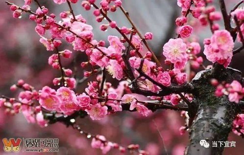 香气物质成分差异：如何挑选腊梅