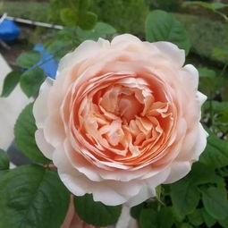 安布里奇月季的优点