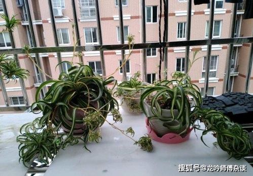 常见草本植物三大帮派