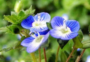 再说说抖个绝招：一定要拍整株带叶子的照片