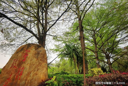 花园与各种花的开放