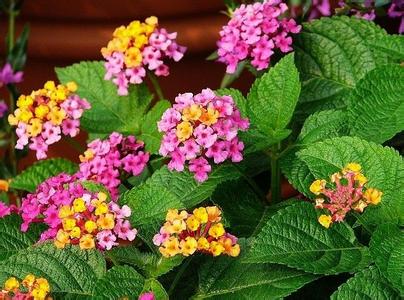 马缨丹与庭院种植