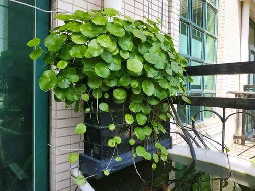 播种繁殖， 多种方式