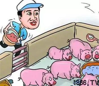 为什么新手养小猪咳嗽治疗费用会超支？有没有省30%药费的诀窍？