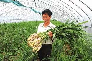 无机铜制剂：古老而神秘