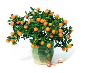 金桔最佳开花与结果时间：种植指南揭秘！