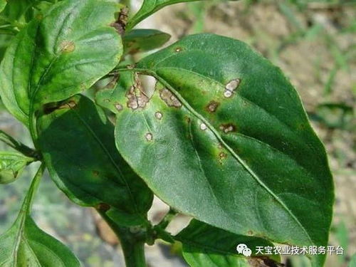 梨锈病：它究竟是个啥？