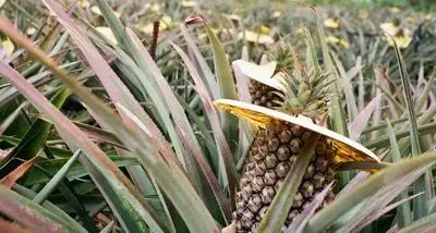 凤梨娇贵，呵护有加