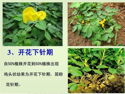 1. kan果针入土期