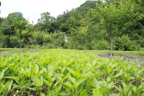 山榆：生态守护者