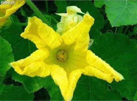 南瓜雄花不育问题：揭秘只开公花不开母花的神秘原因！