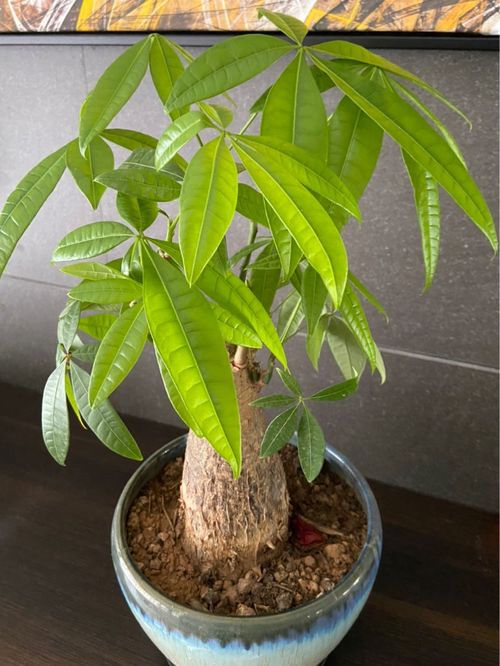 免除草操作规范：春末铺设覆盖物前的准备