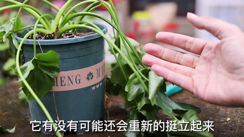 养花技巧：植物死了