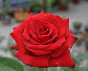 红衣主教大花月季，真有那么美吗？