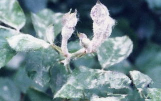 月季花叶上白霜是何原因引起的？如何有效防治月季病害