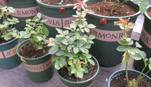 换盆换土，为什么这么Zuo