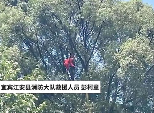 香樟树市场价揭秘：如何判断买价是否合理？