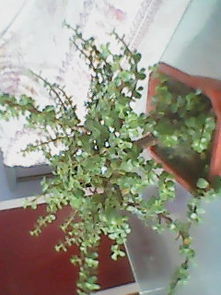 黄金配方：提升透水速度， 缩短根系生长周期