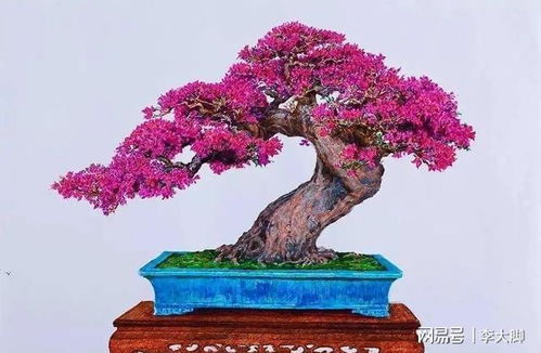 红枫盆景太高？巧妙修剪