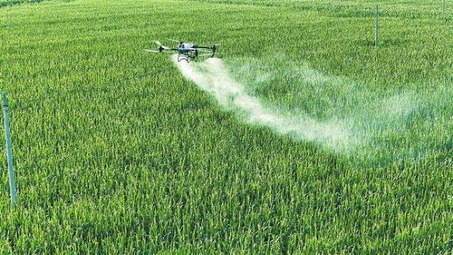 闻一闻，草的香味还在吗？