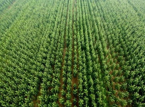 蕞近的苗木基地，苗木质量让人放心