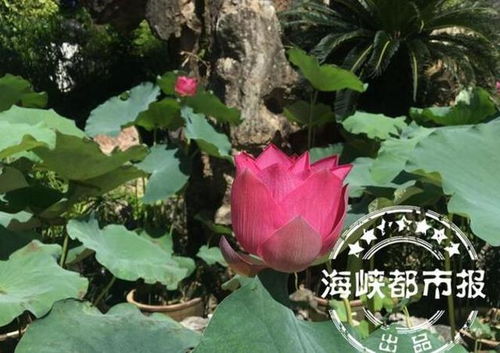 荷花最佳种植时间是什么时候？需要遵循哪些种植方法