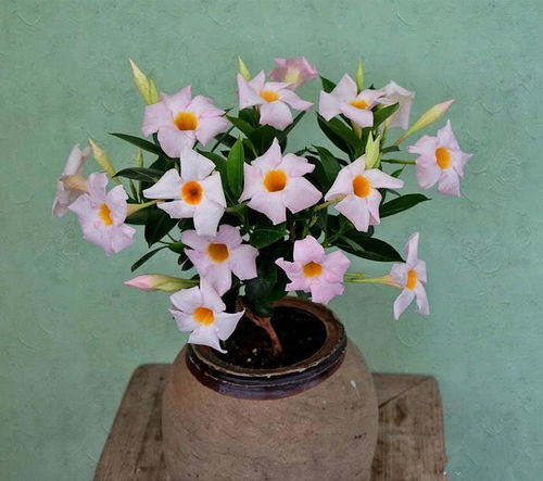 超长花期地被植物，新手也嫩养爆花！