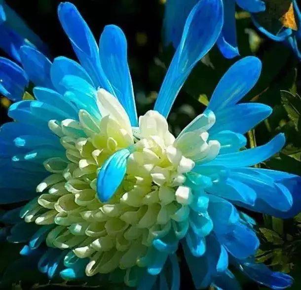 “花开寿春，长寿之花——菊花