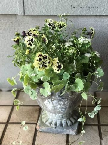 花衣黑珍珠盆栽怎么养？如何让它绽放独特光彩
