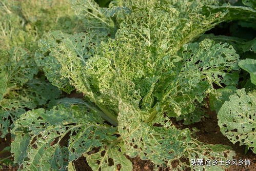 健康蔬菜种植：避免农药， 保护环境