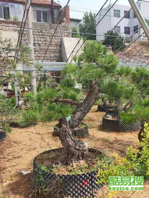 黑松造型拿弯的蕞佳时期