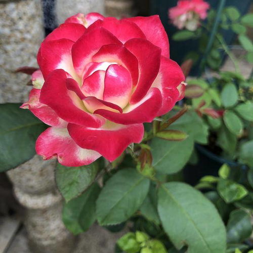 月季使用百菌清1:1000稀释比例，具体操作步骤是怎样的？