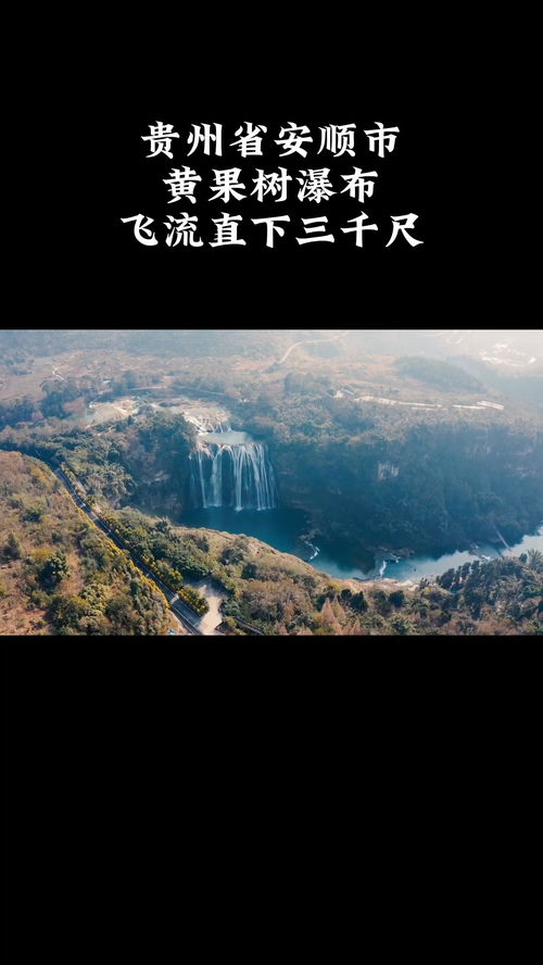 黄果树是瀑布，结什么果