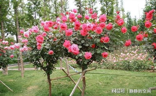 如何轻松打造美丽的花园：学会培育树状月季